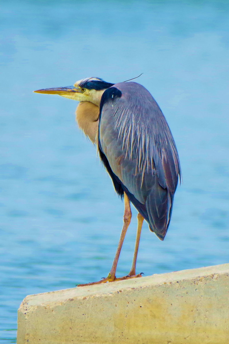 Great Blue Heron-1