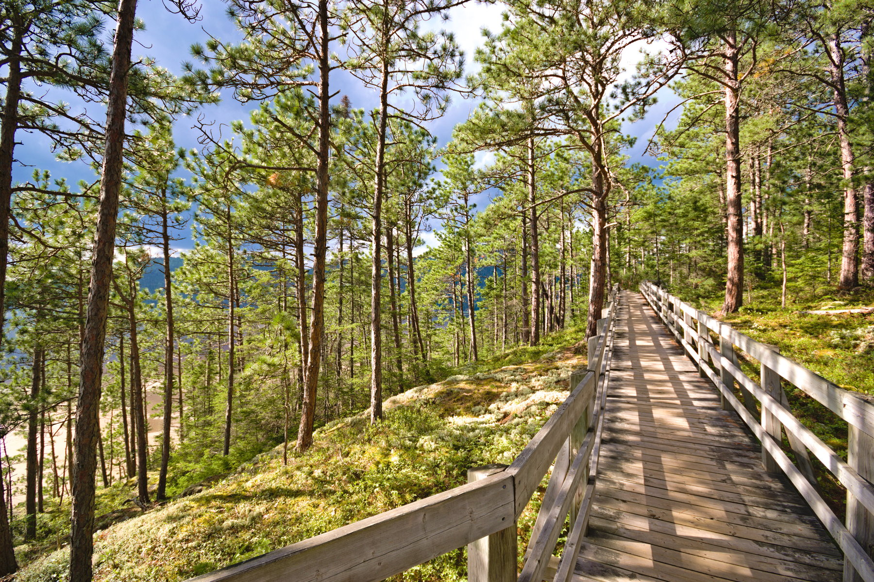 Peaceful boardwalk in the woods, with dazzling light.